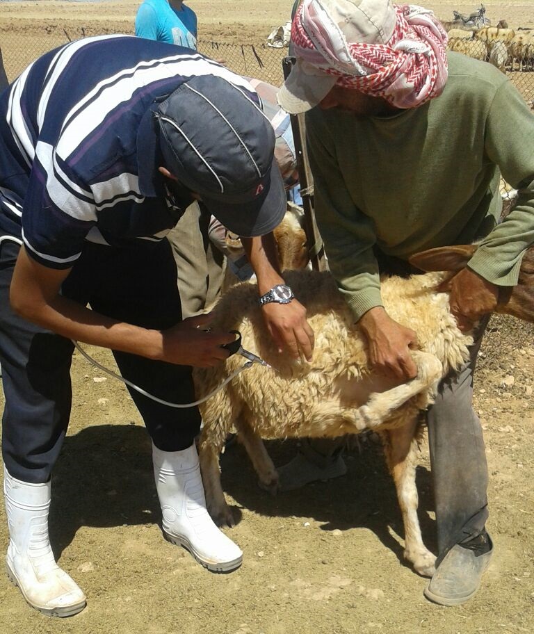 Goat Vaccination Chart